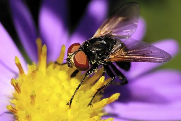 Fly covered in pollen