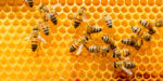 The Many Roles of Beneficial Insects