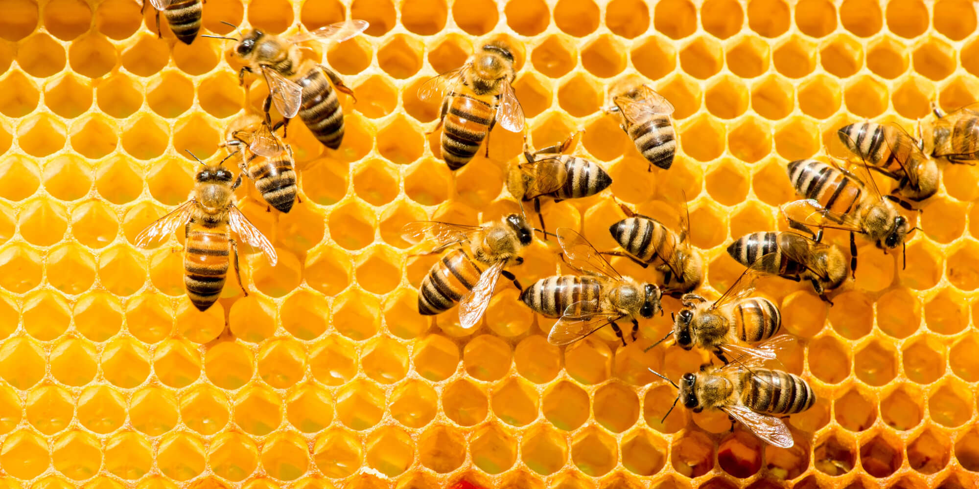 The Many Roles of Beneficial Insects