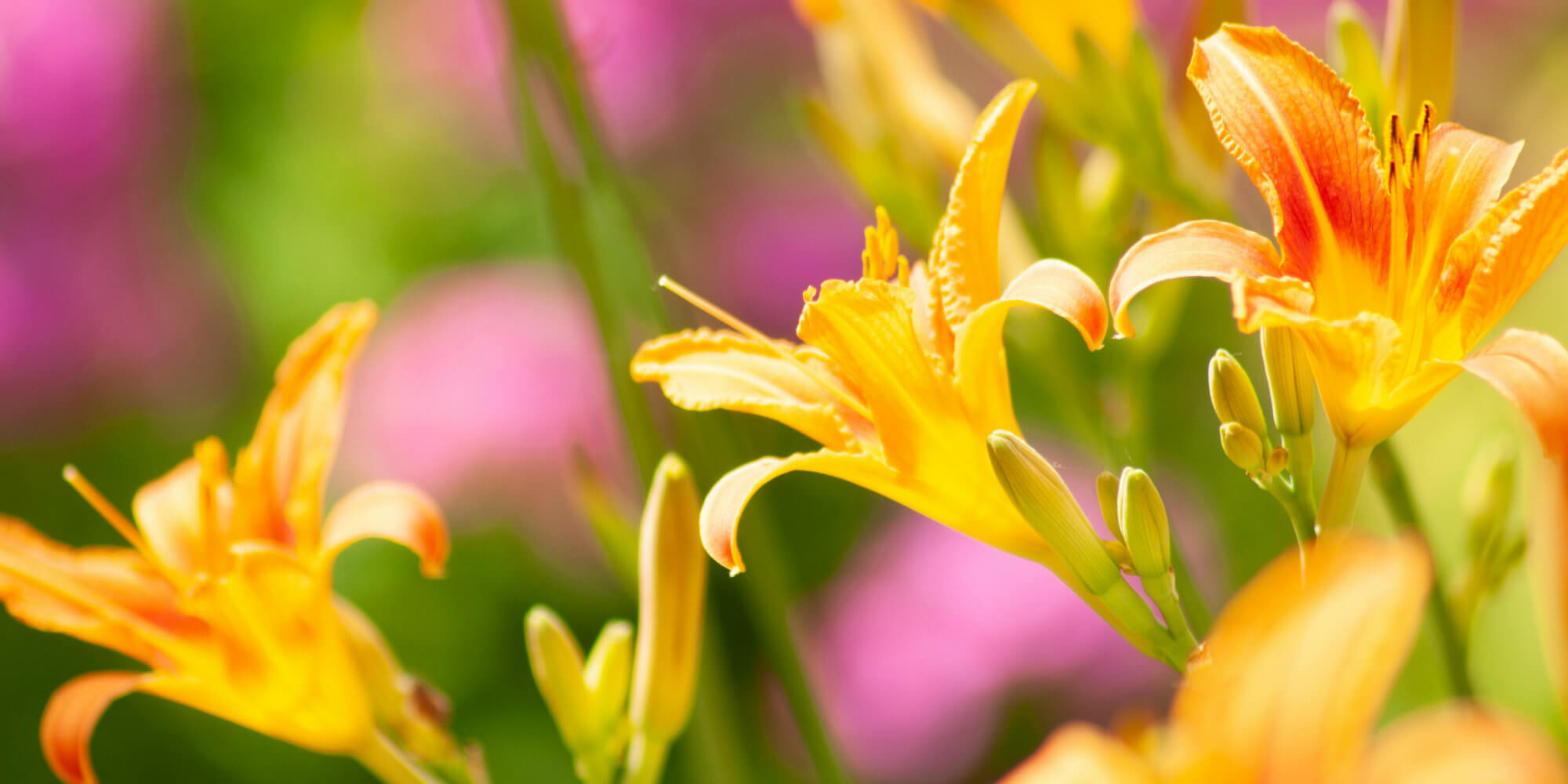 Flower Anatomy Quick Tips