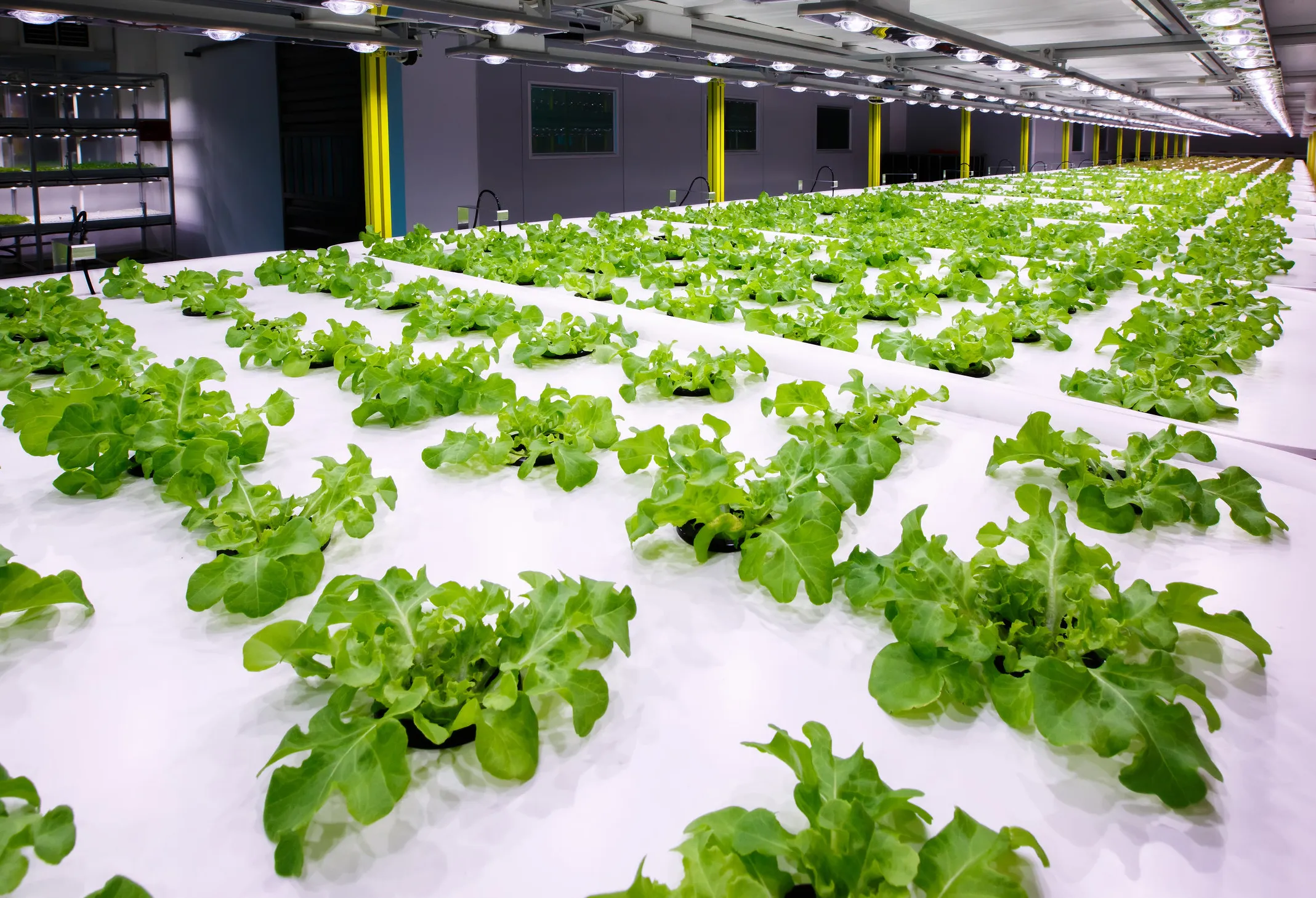 Hydroponic Lettuce