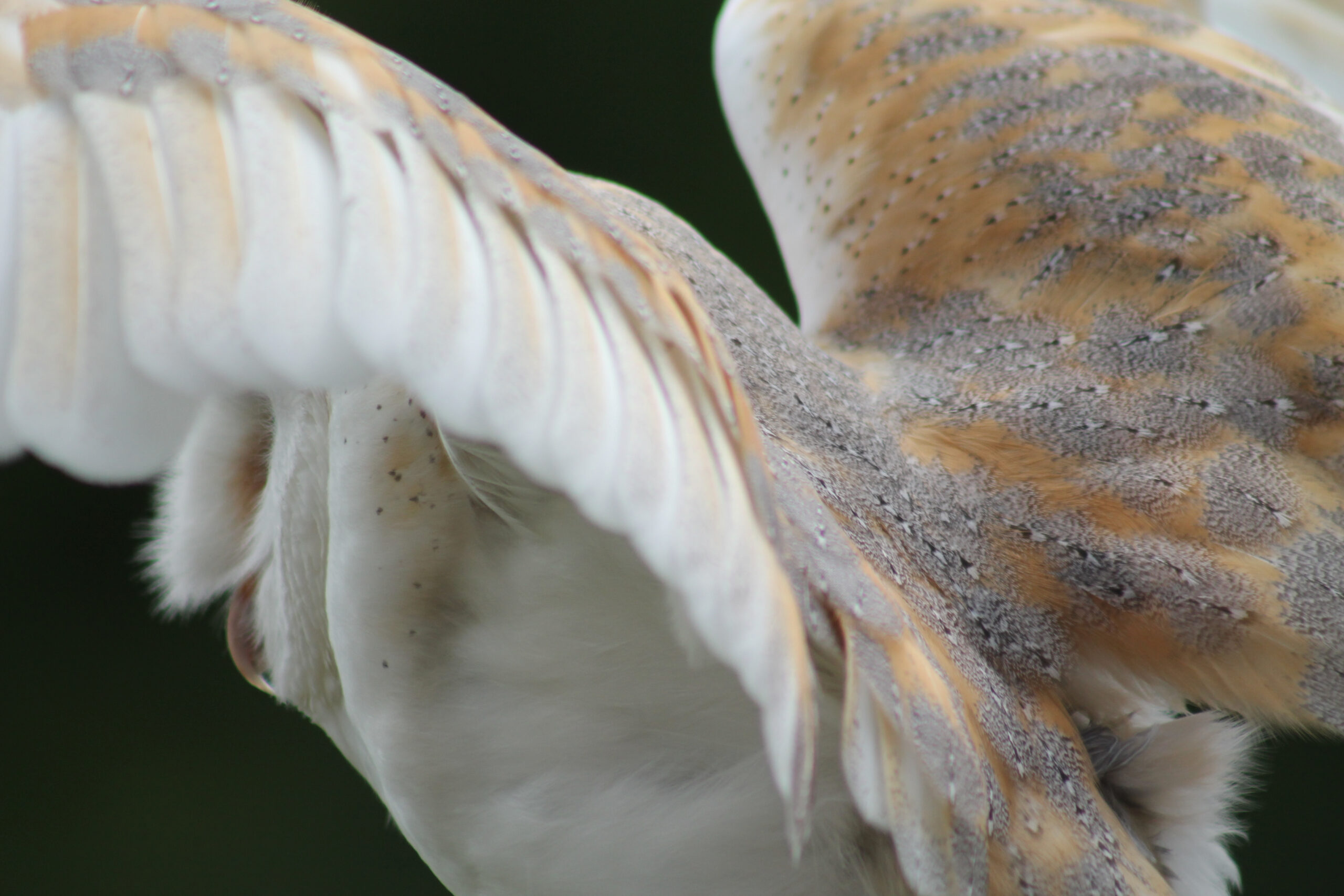Barn owl from the rear with soft focus close up feathers
