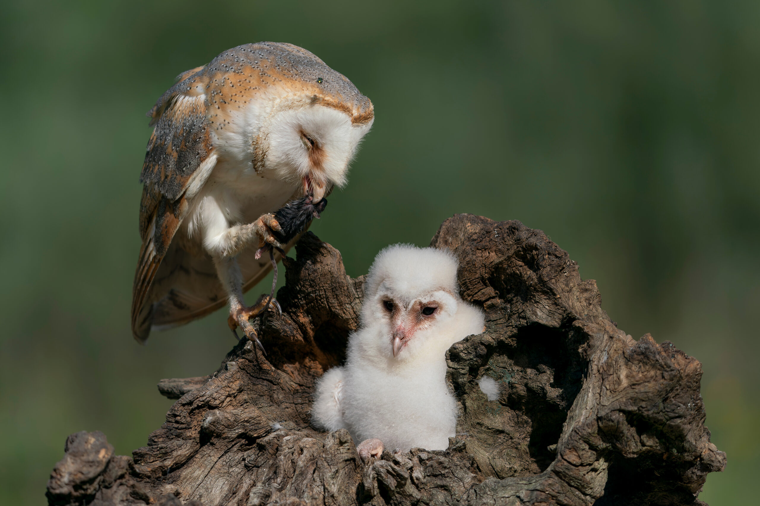 Mother and child , chick Barn owl (Tyto alba). Noord Brabant in the Netherlands. Barn Owl with a prey (Mouse).