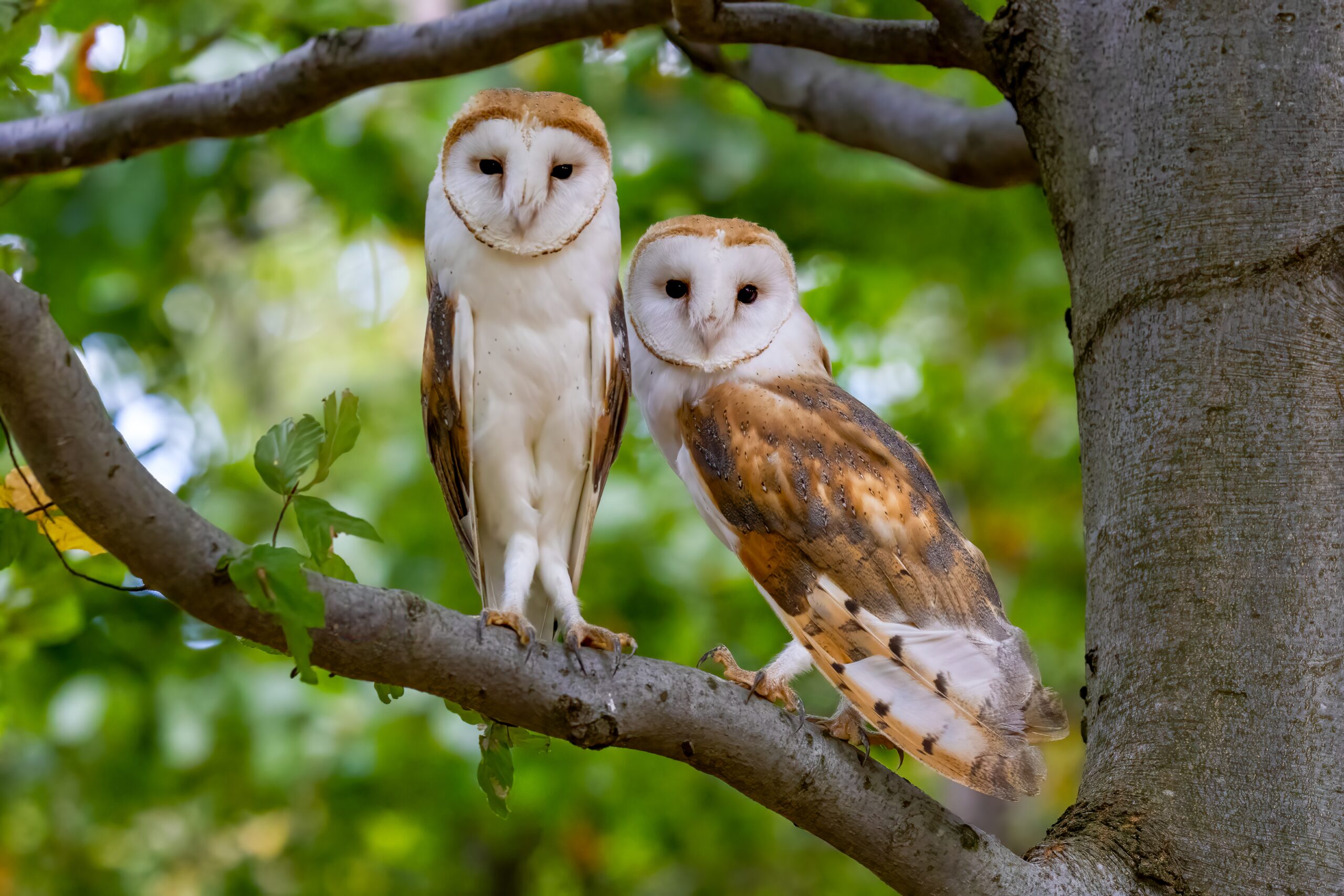two barn owls on a branch