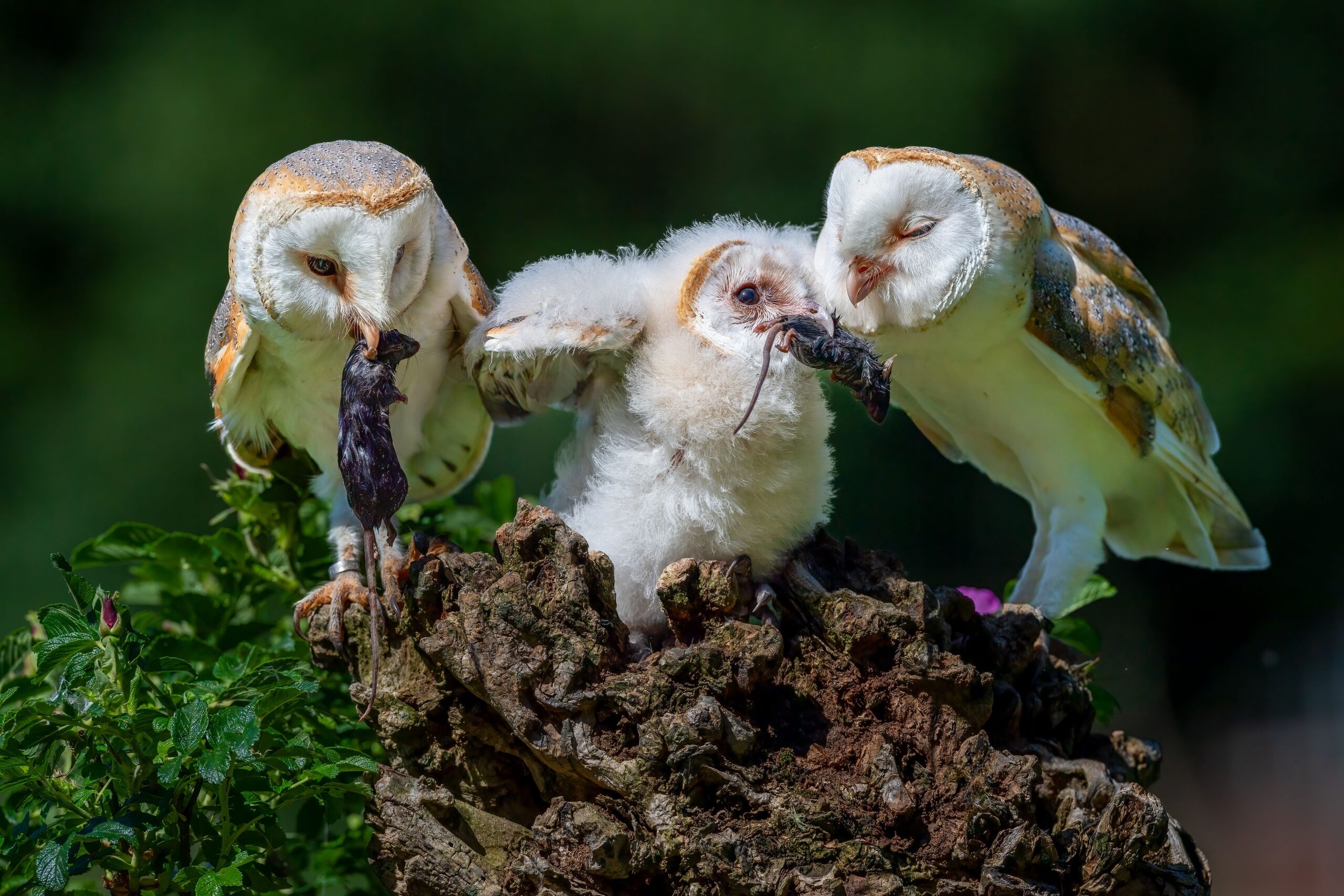 A family of barn owls feeding a chick on a tree stump in a natural habitat