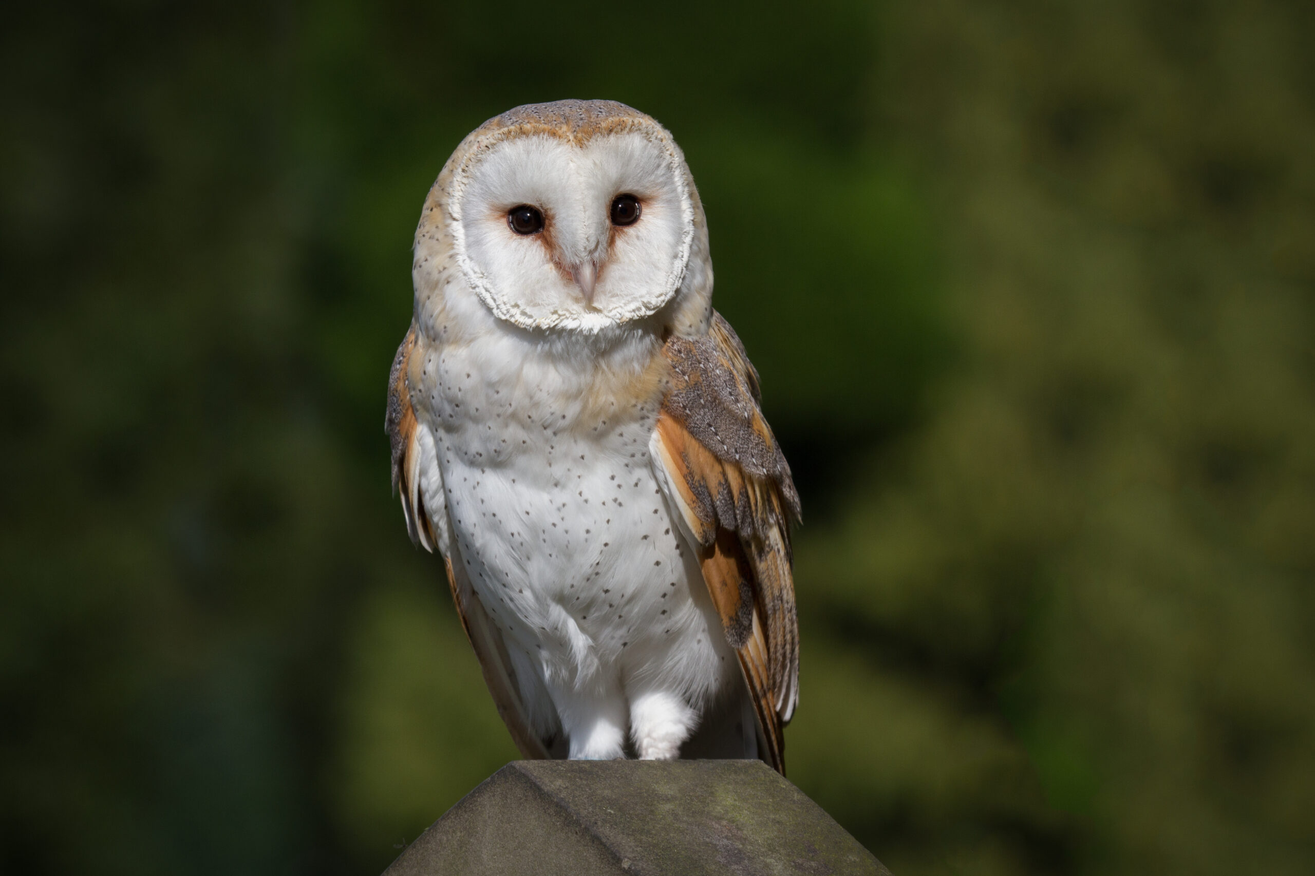owl perched on tree limb