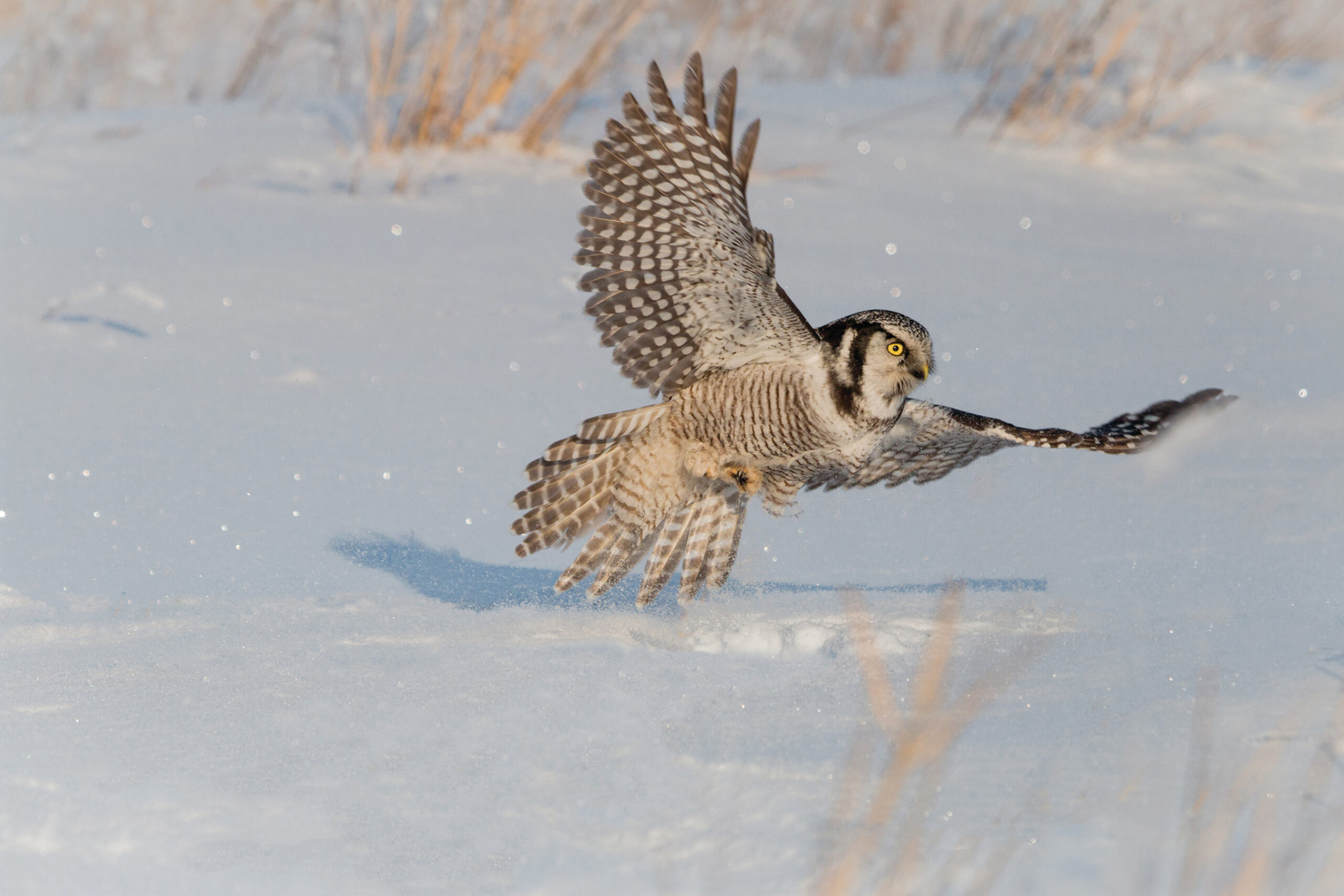 owl taking flight