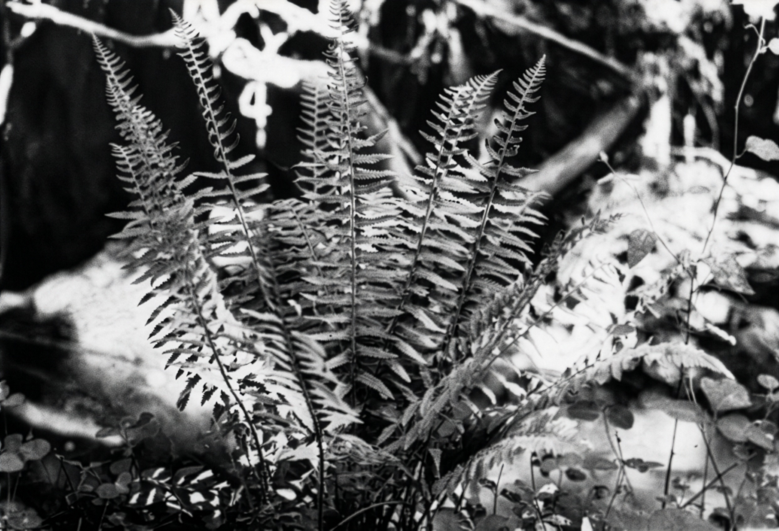 FIGURE 1 Sporophyte of Christmas fern.