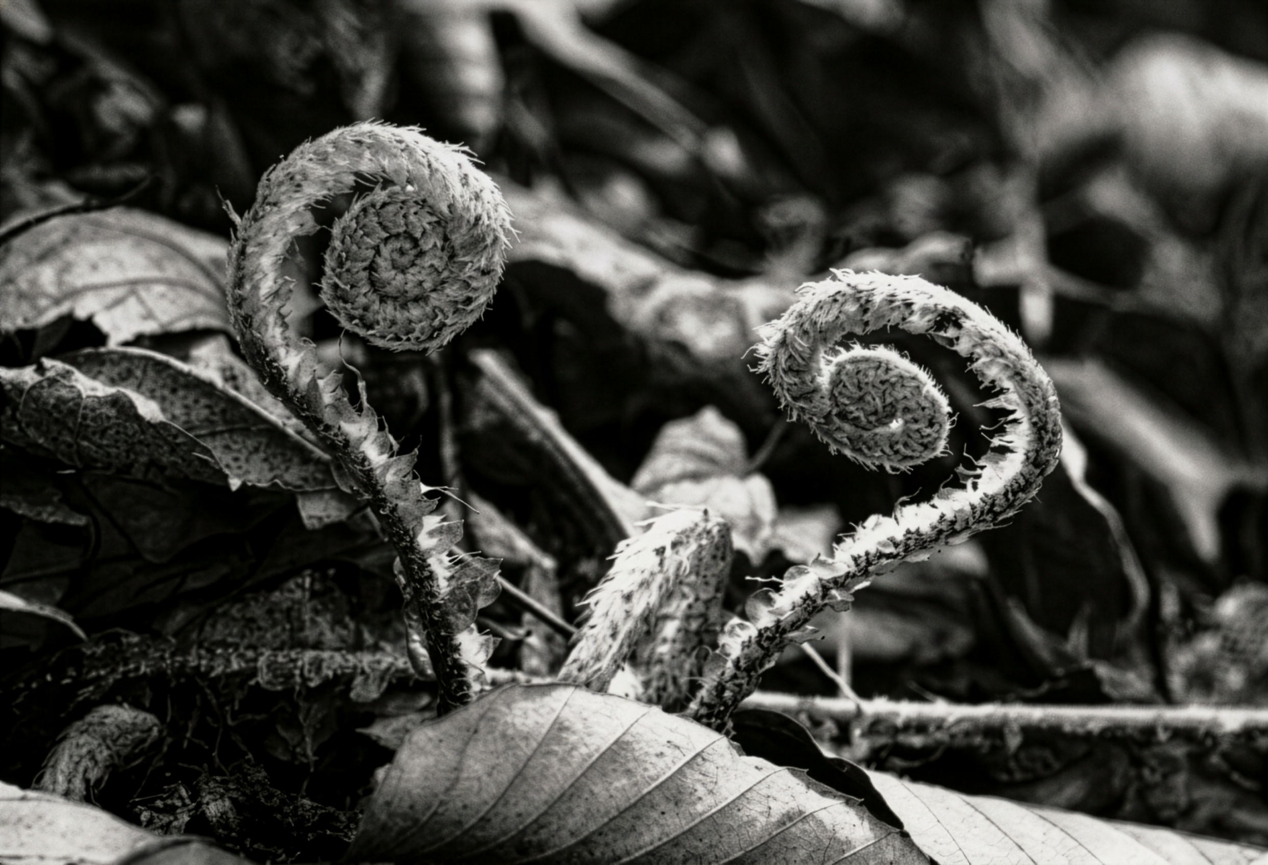 FIGURE 2 Fiddleheads of cinnamon fern.