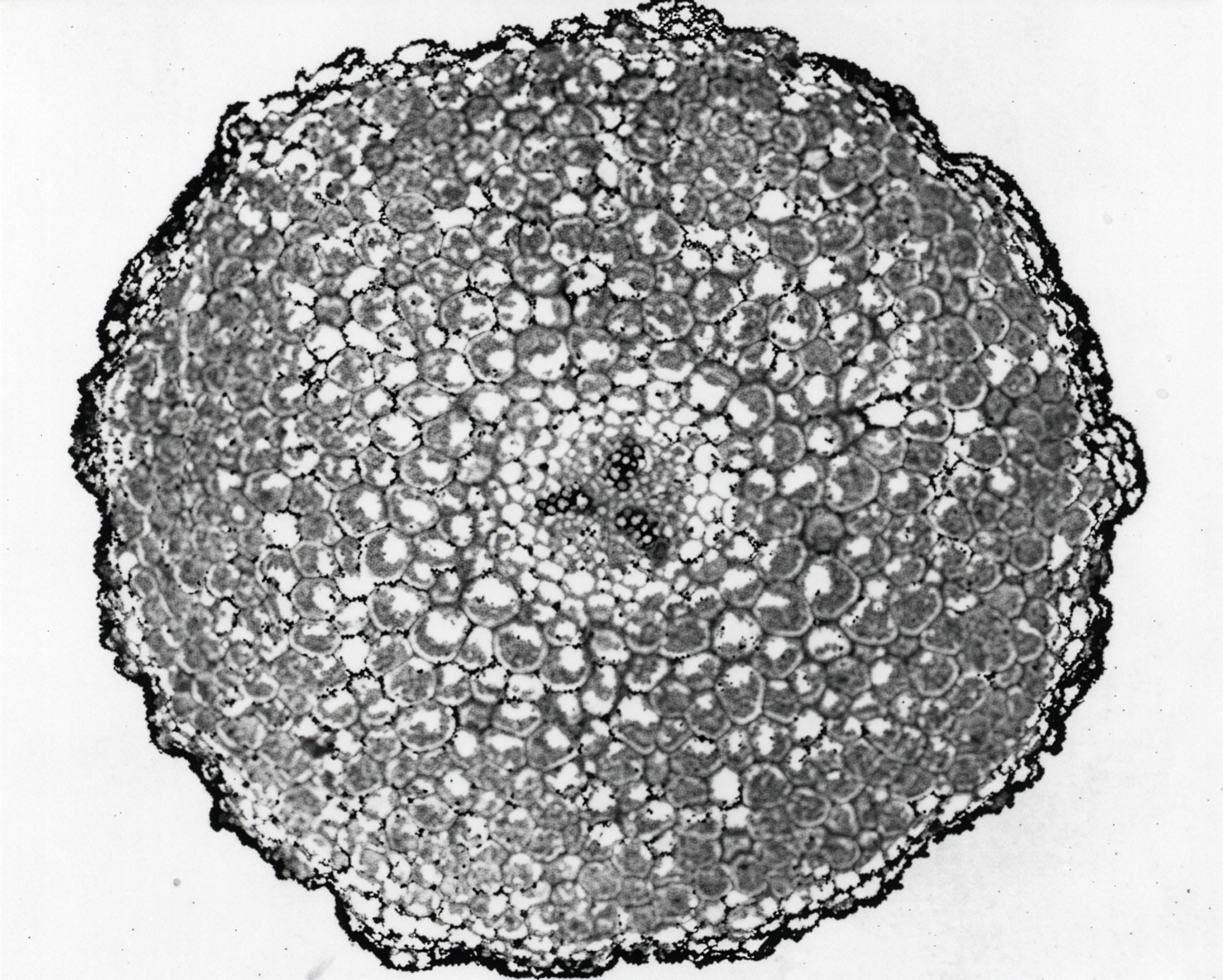 FIGURE 3 Root of Botrychium, c.s.