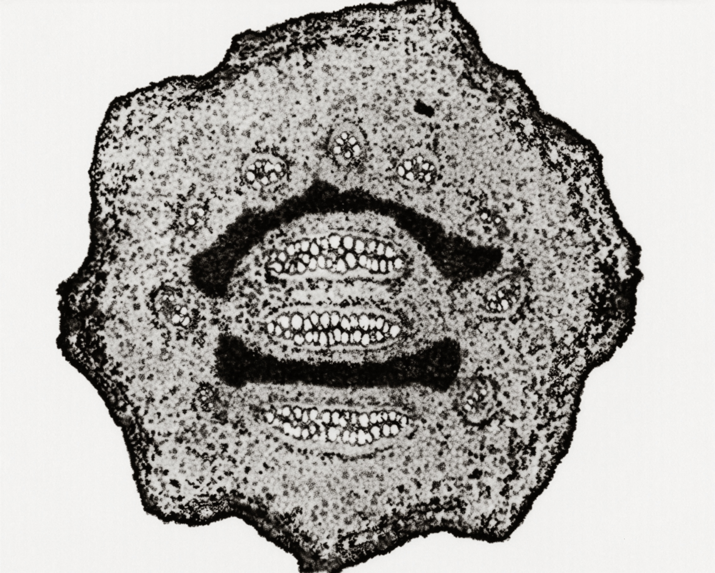 FIGURE 4 Rhizome of Pteridium, c.s.