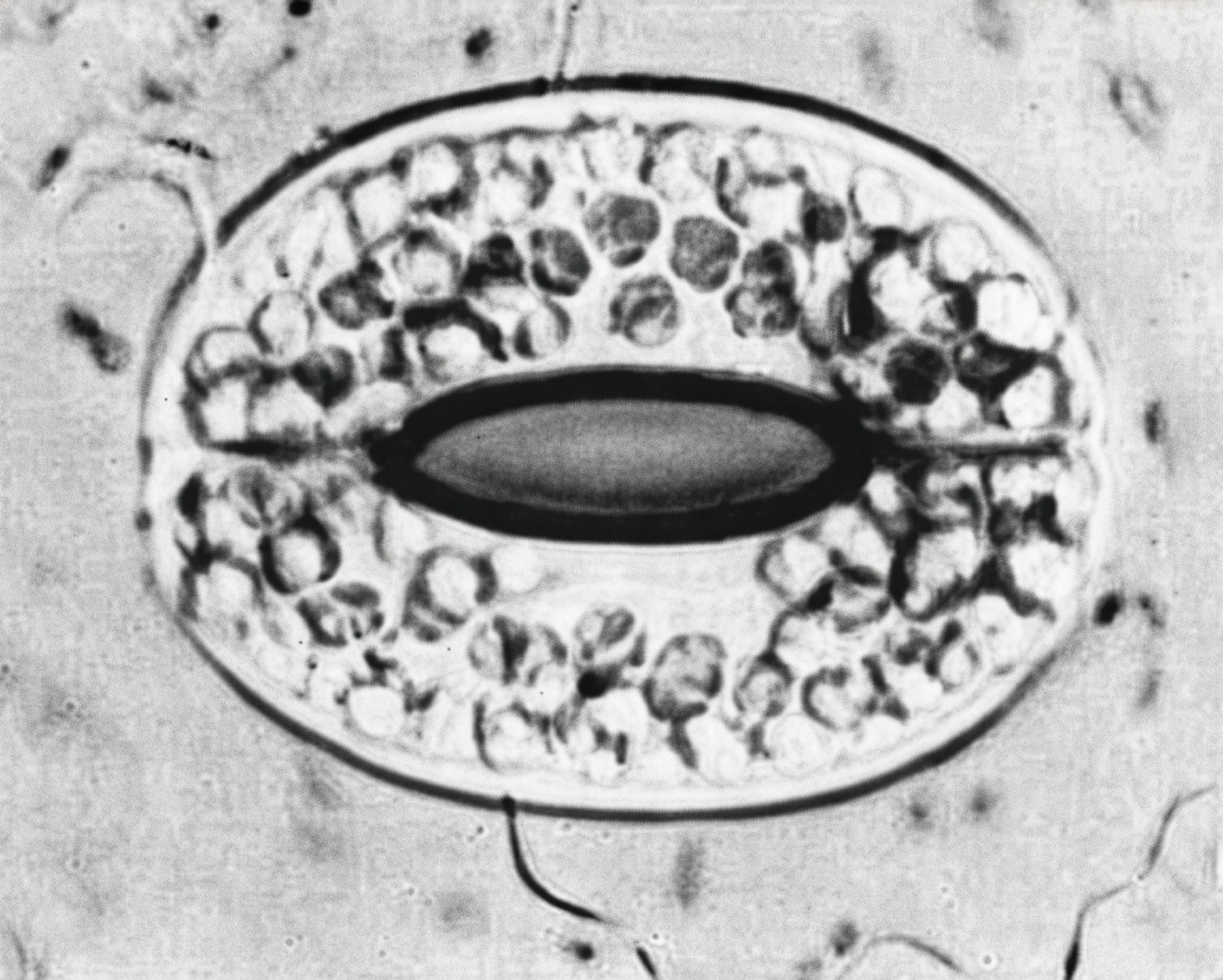 FIGURE 5 Fern stomata.