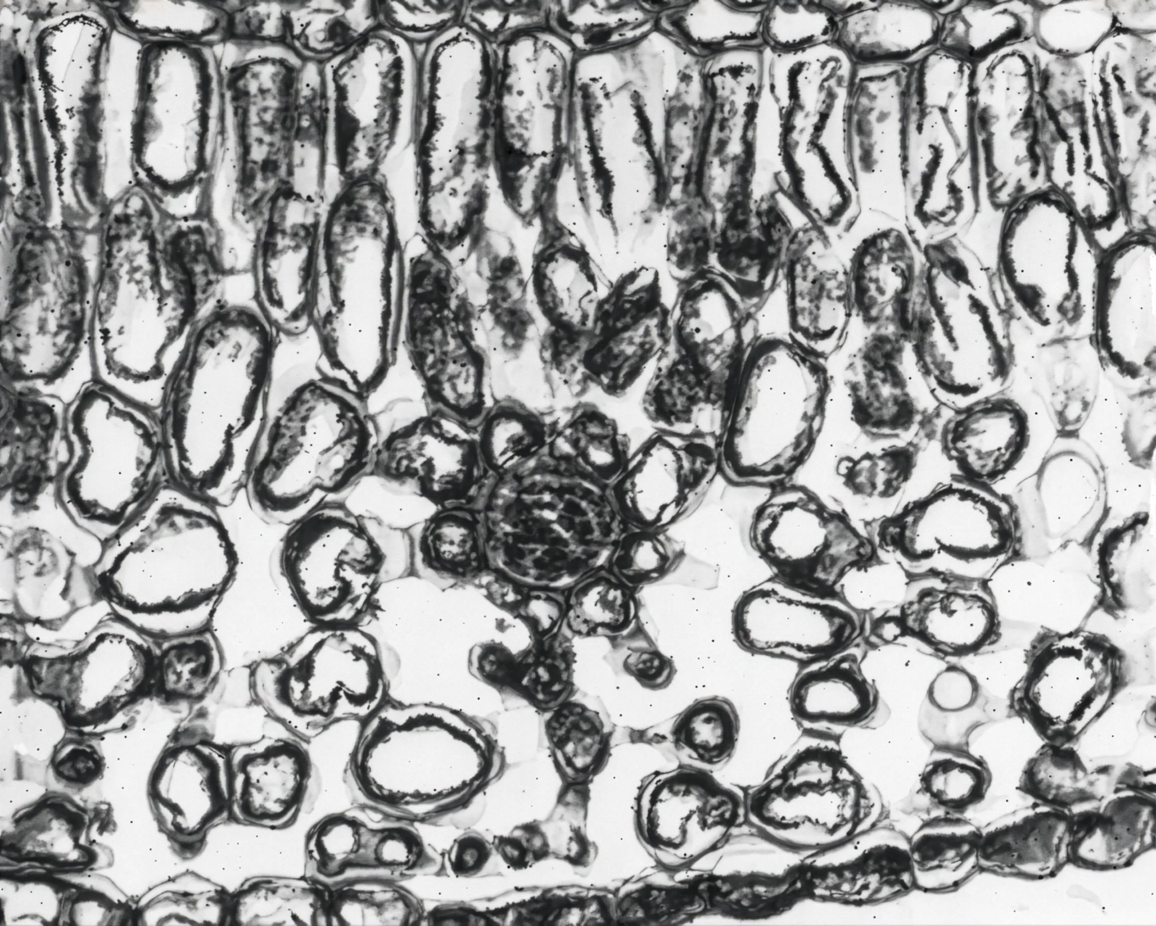 FIGURE 6 Christmas fern leaf, c.s.