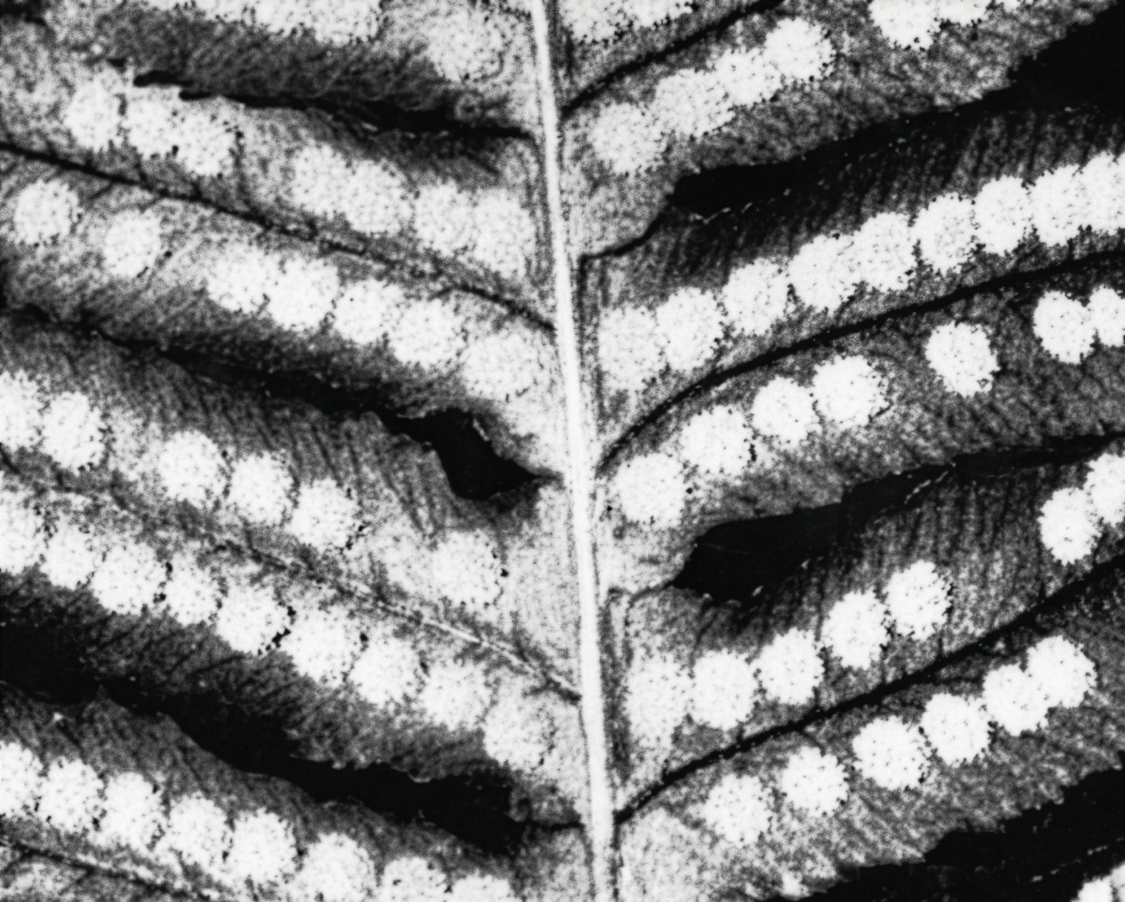FIGURE 7 Sori of Polypodium.