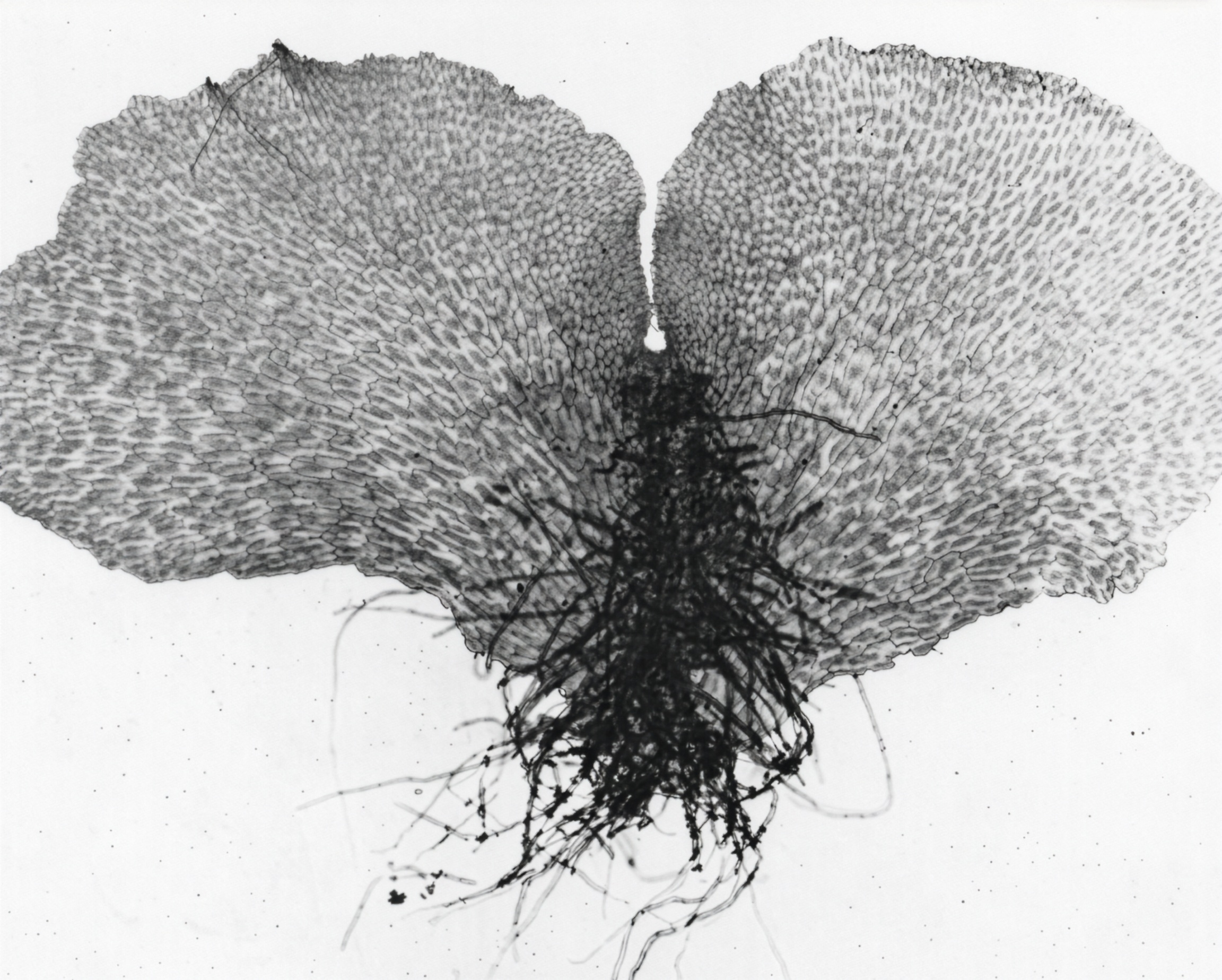FIGURE 13 Mature prothallium of Woodwardia, w.m.