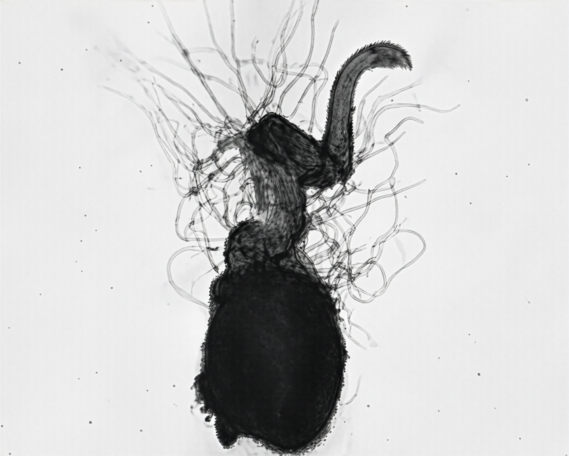 FIGURE 17 Sperm of Woodwardia, w.m.