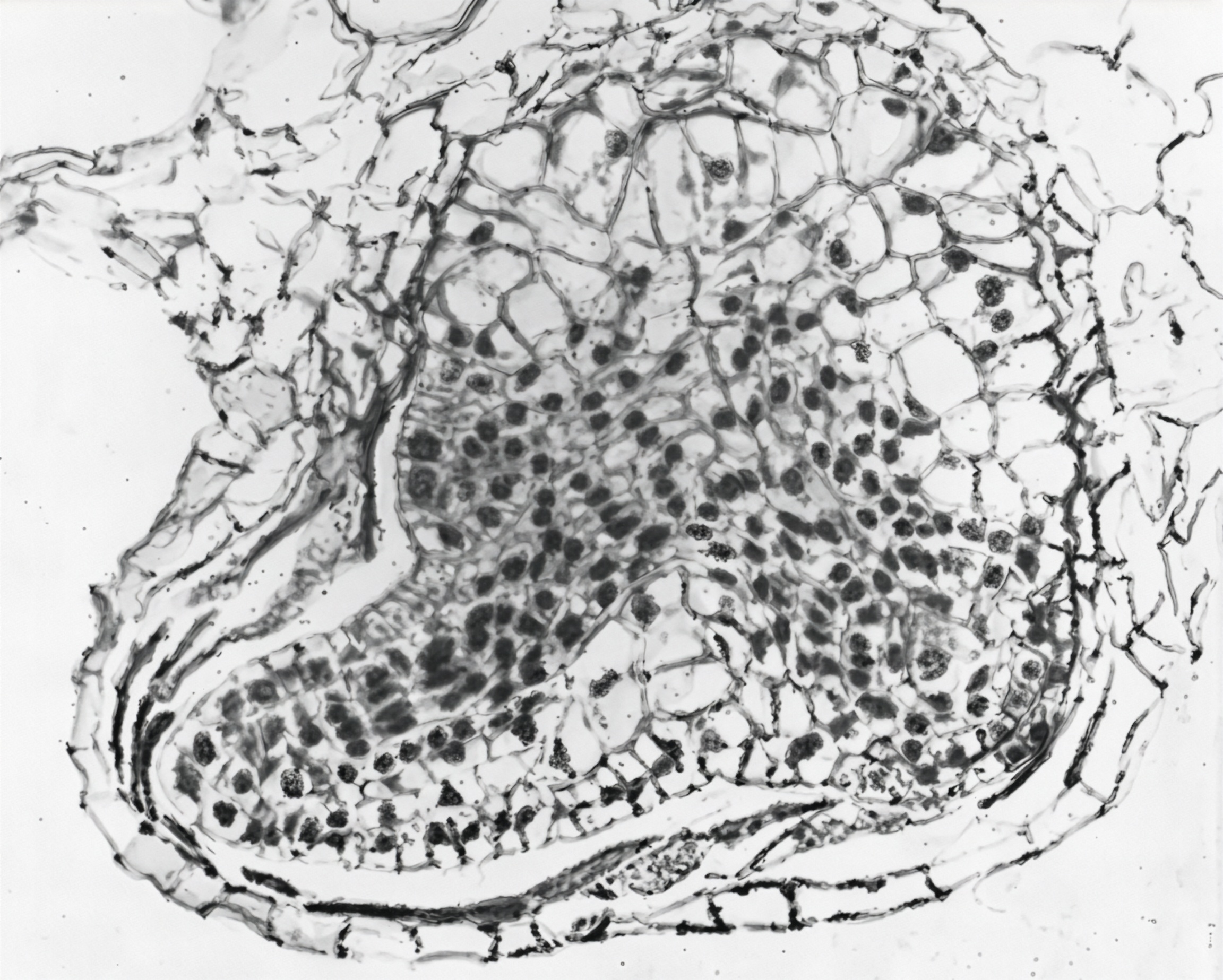 FIGURE 19 Embryo of Woodwardia, l.s.