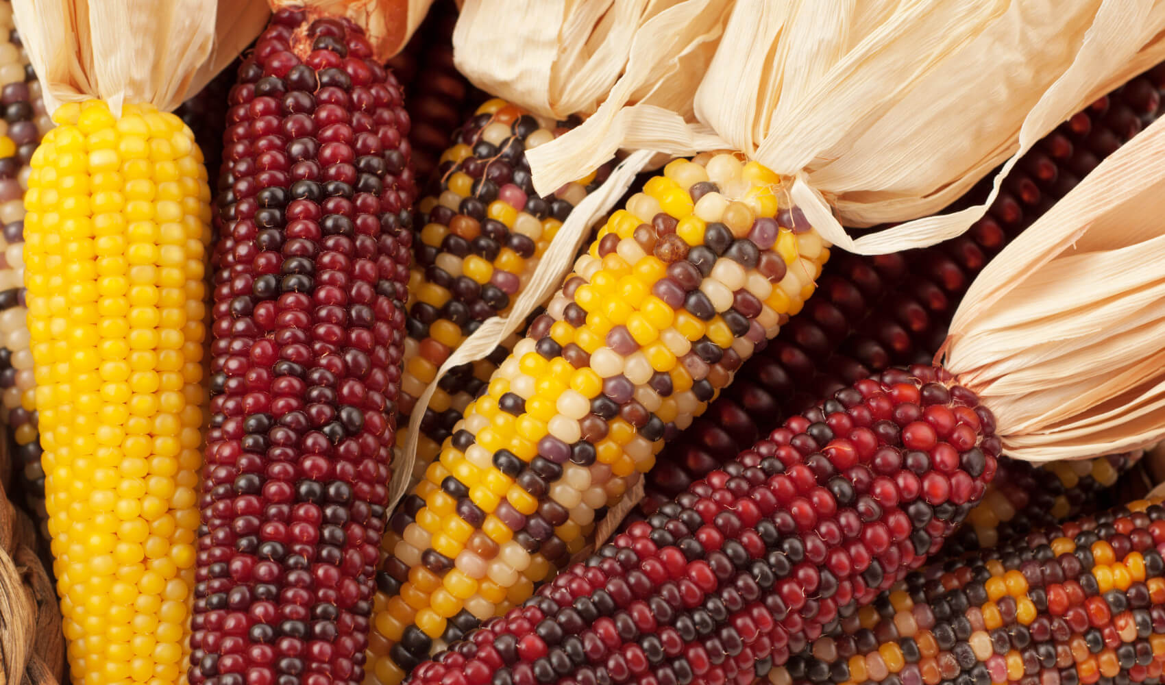 Carolina Corn Ears