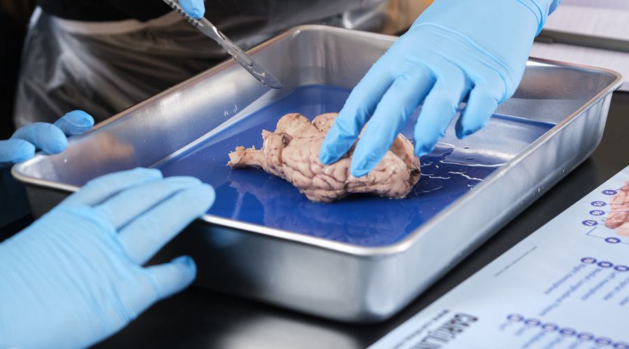 preserved sheep brain dissection