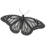 Lifecycles -Featured