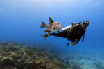 Scuba Featured