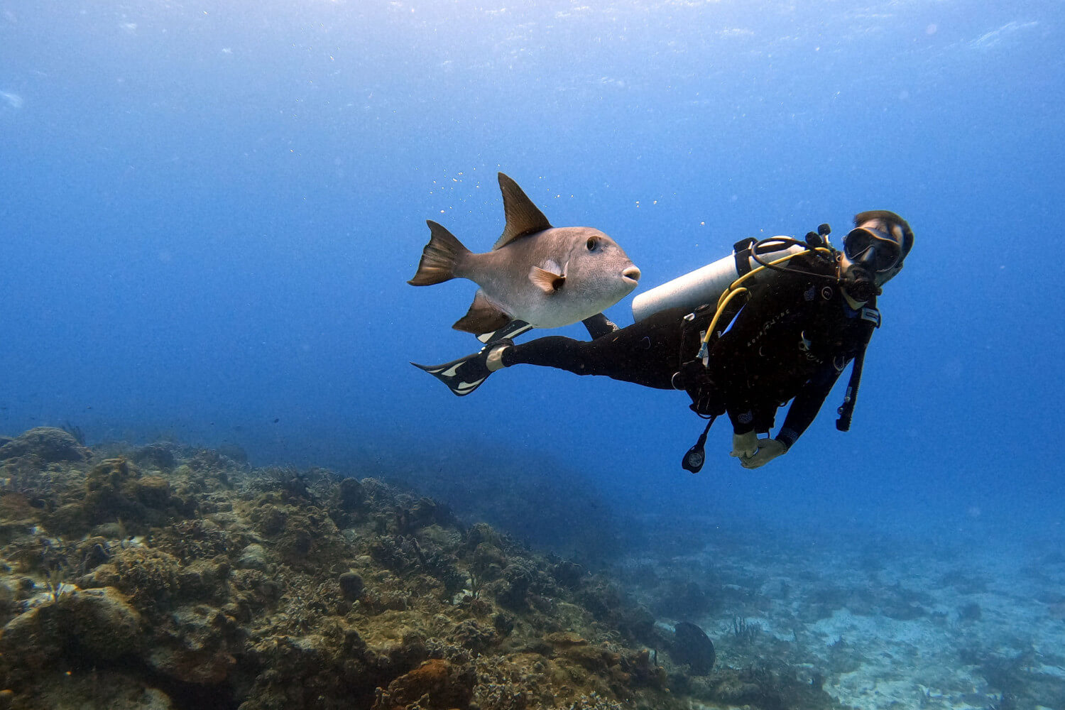 Scuba Featured