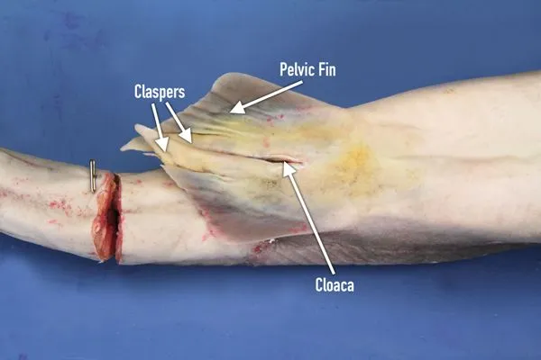 preserved dogfish fins