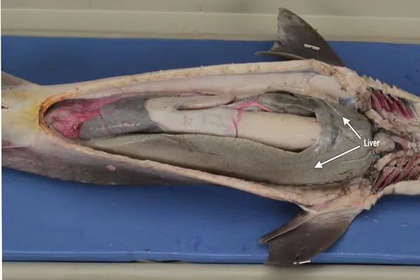 preserved dogfish liver