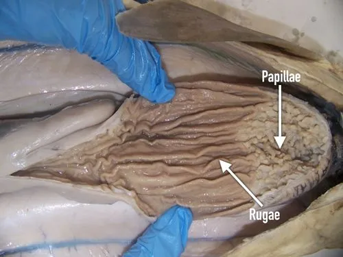 preserved dogfish stomach