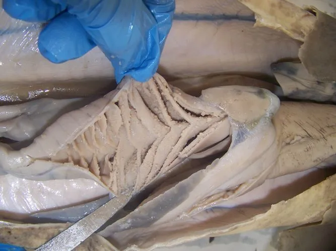 preserved dogfish intestines