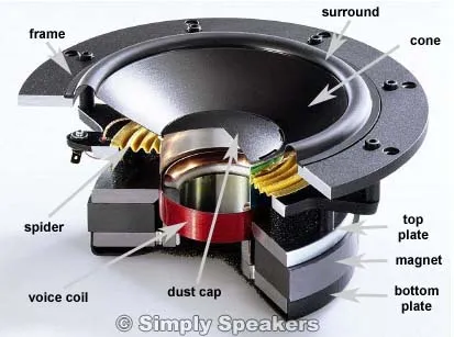 Speaker cross section