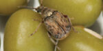 Bean Beetles