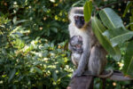 Vervet Monkeys