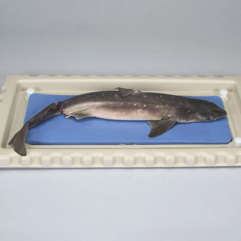 preserved dogfish