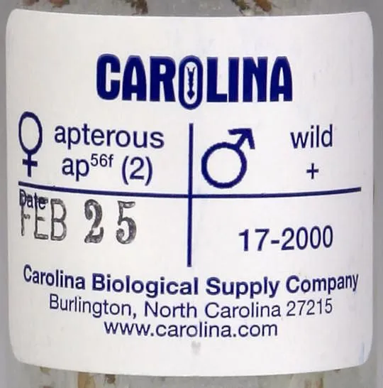 Vial label for an F1 Drosophila cross