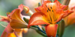 Flower Morphology