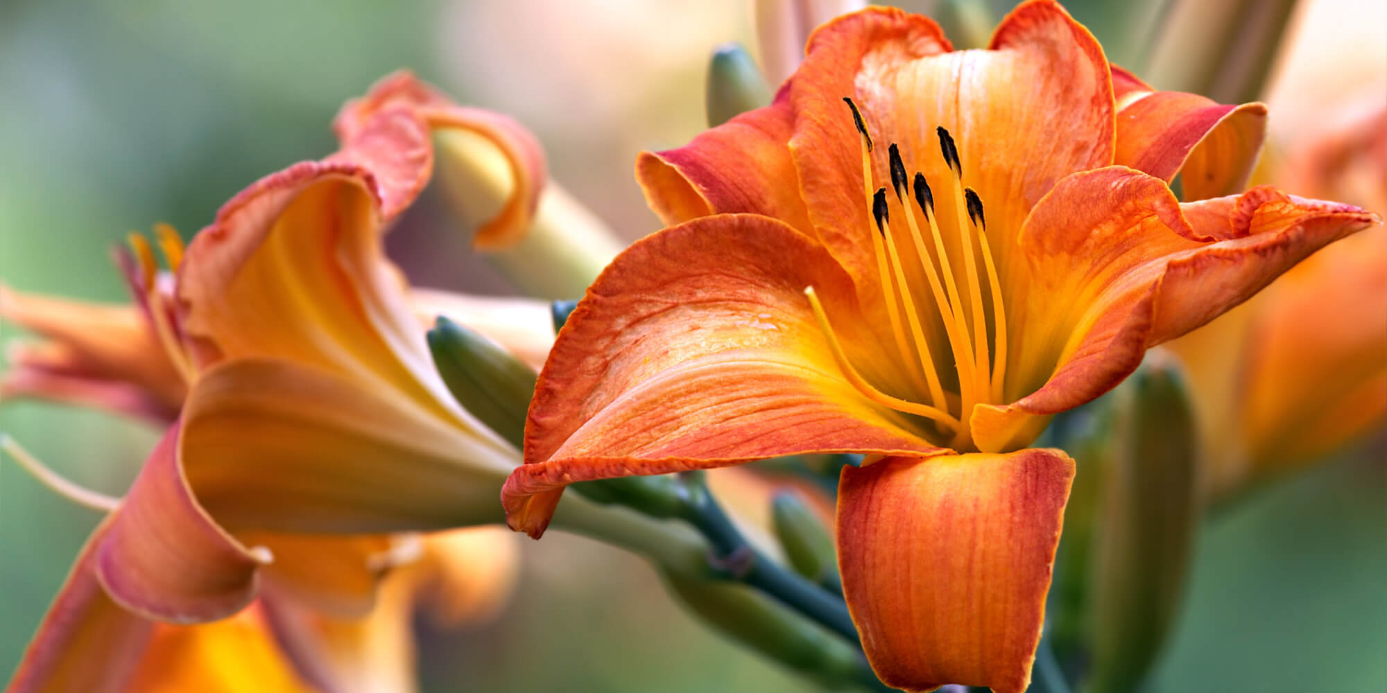 Flower Morphology