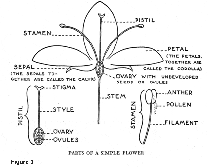 Flower Diagram