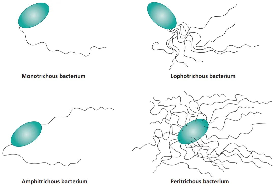 Flagellum