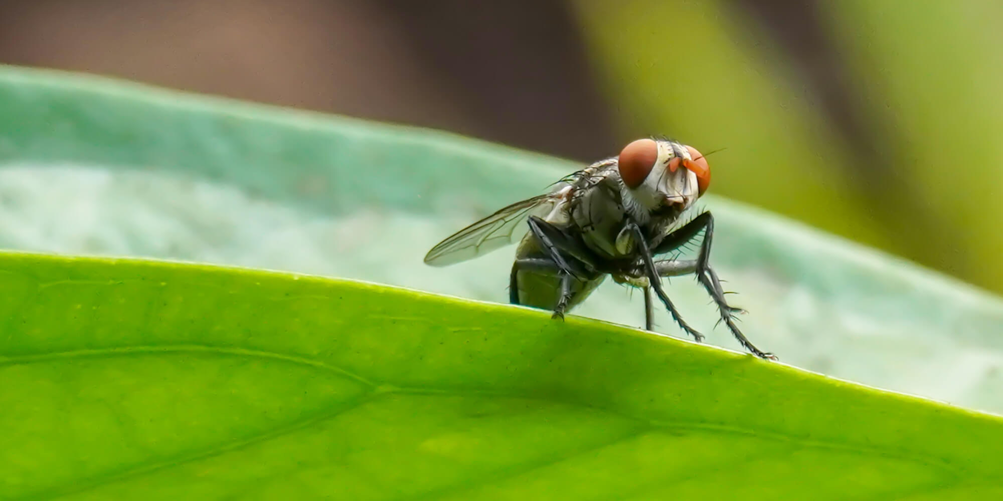 Fruit Flies for the Classroom