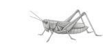 grasshopper sketch