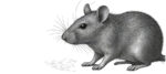 sketch of rat