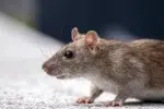 rat in natural setting