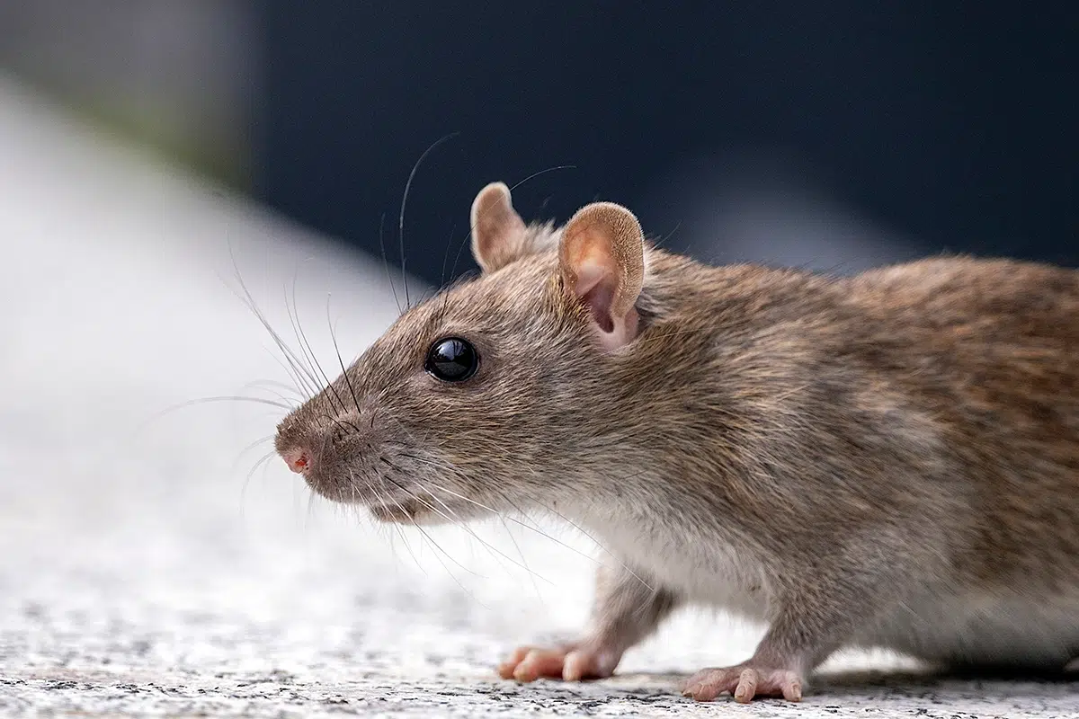 rat in natural setting