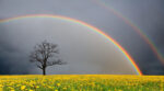 Science of Rainbows