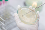 Streak plate for Bacteria culture or identify Bacteria research in labmicrology.