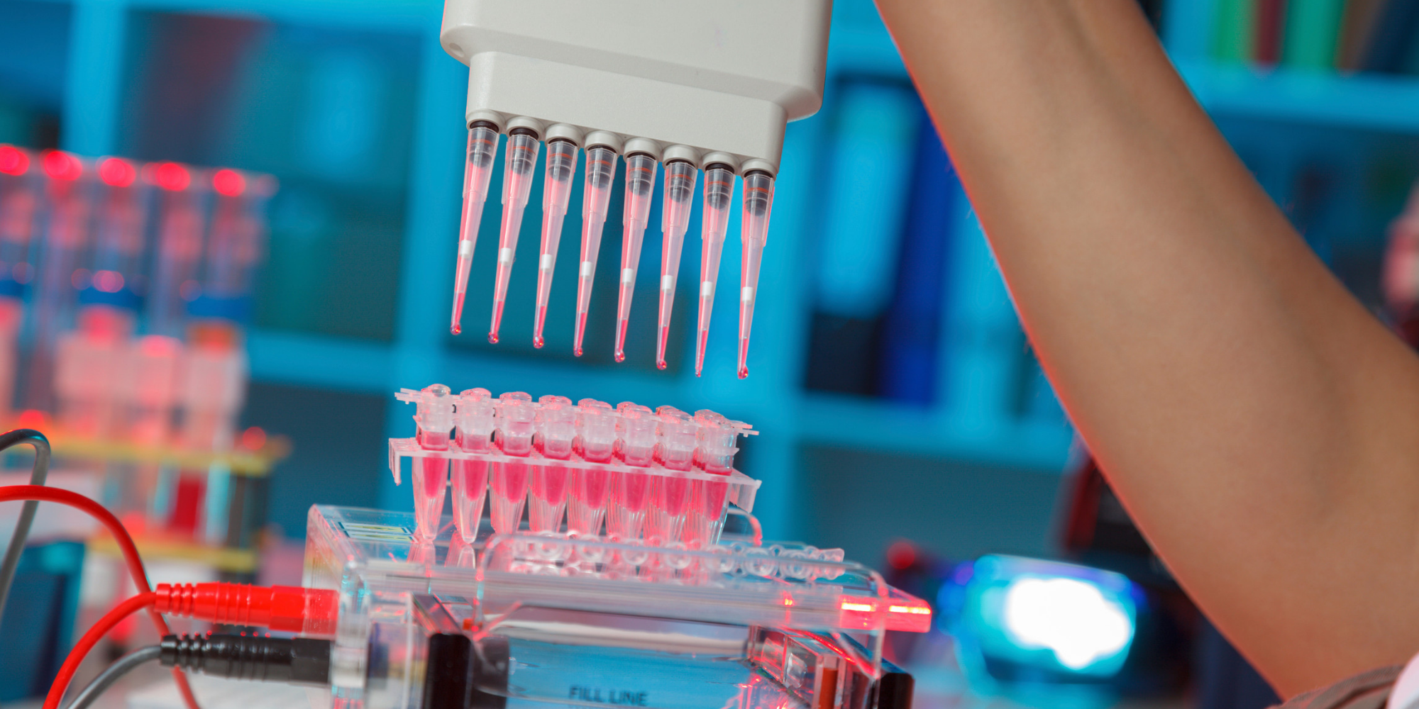 Pipetting samples for gel electrophoresis