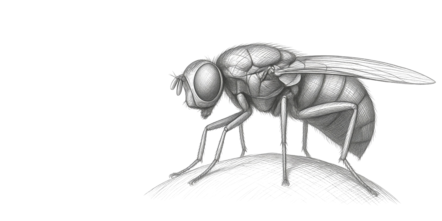 parasitic wasps