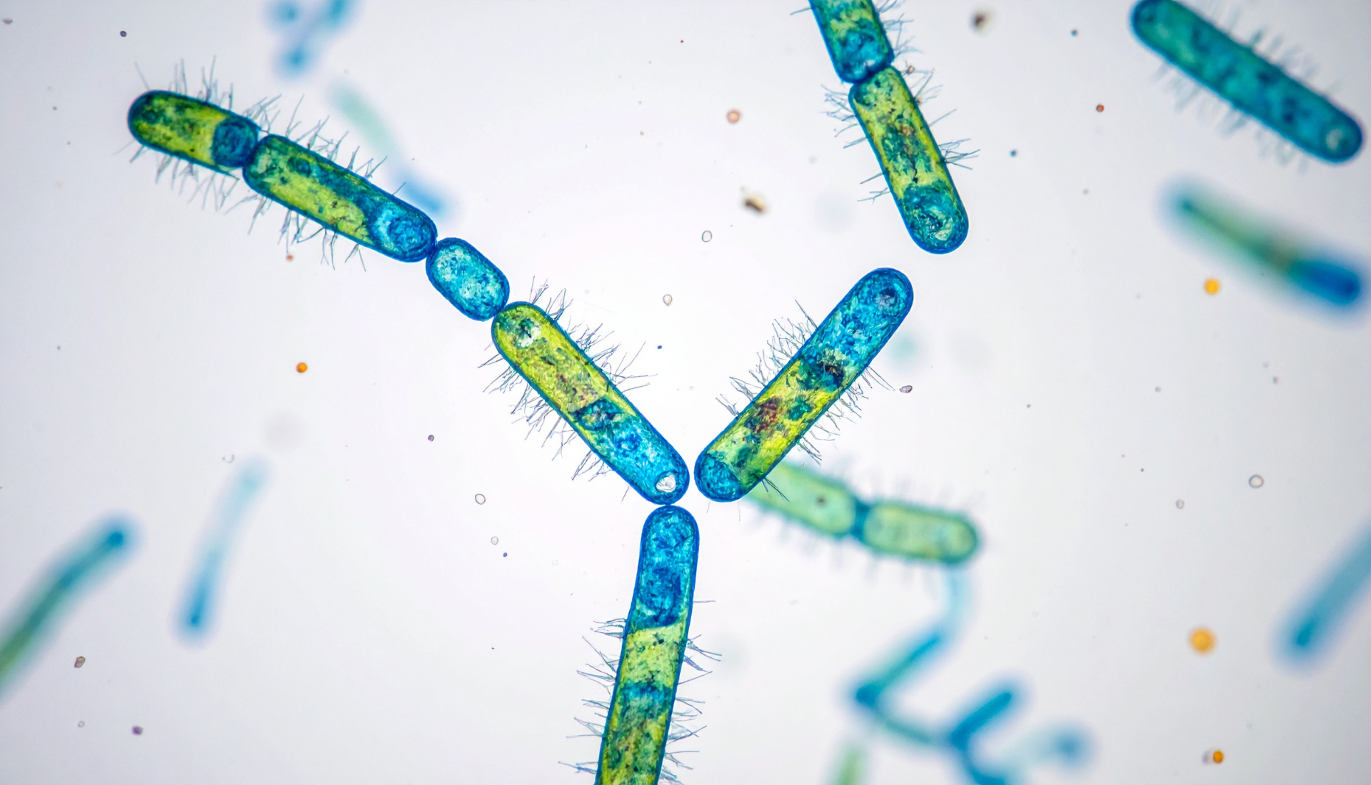 Microscopic image of cyanobacteria