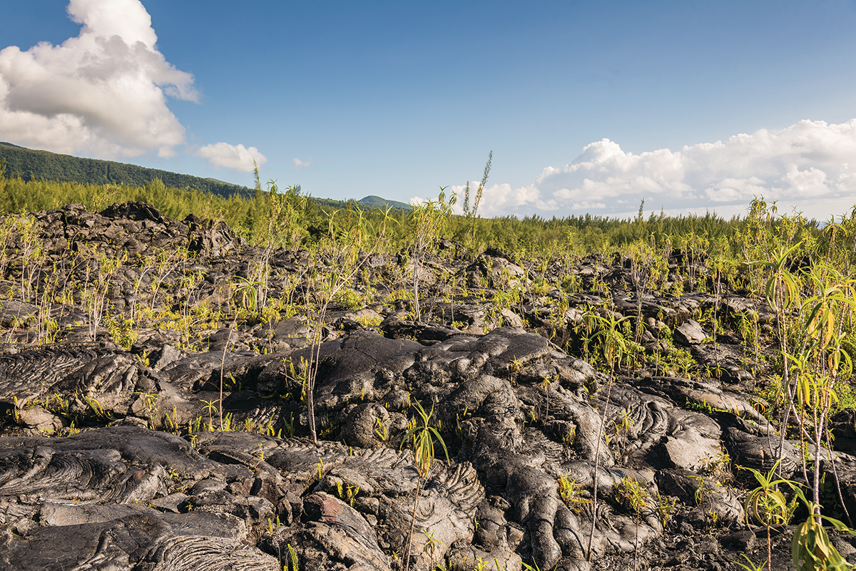 Black lava field and vegetation